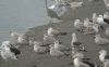 Caspian Gull at Hole Haven Creek (Steve Arlow) (66745 bytes)